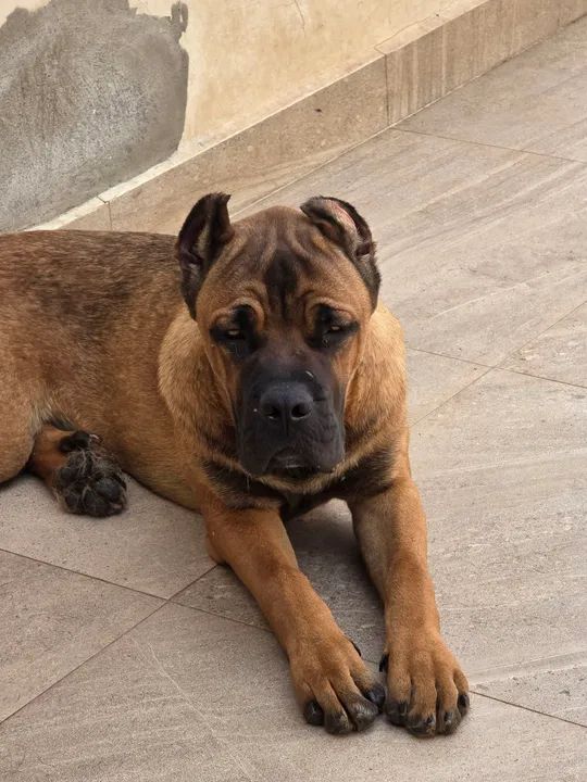 Cane Corso  com 9 meses - Foto 5
