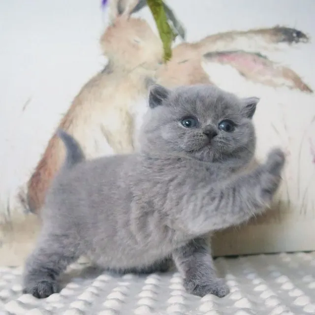 British Shorthair Filhotes Fofos na Cor Cinza