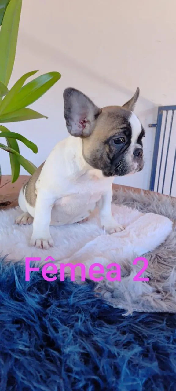 Filhote de Bulldog Francês Fêmea - Linda!
