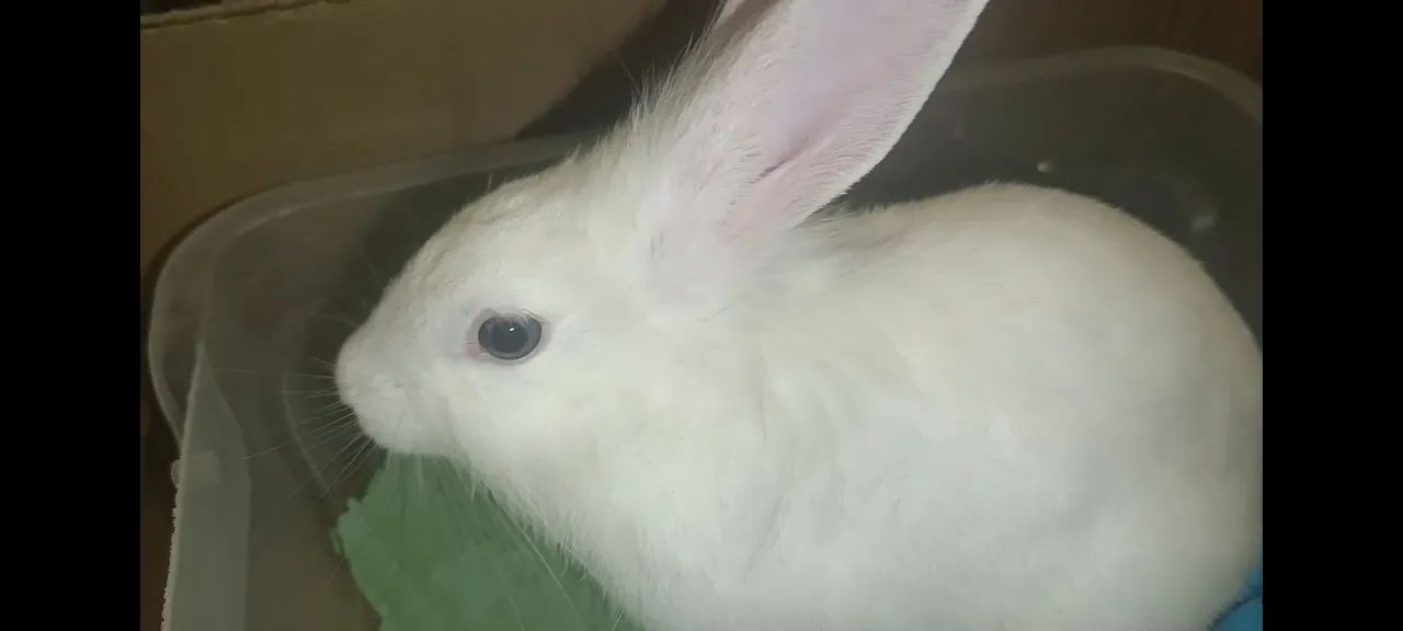 Coelho Branco do olho azul - Adorável e brincalhão 