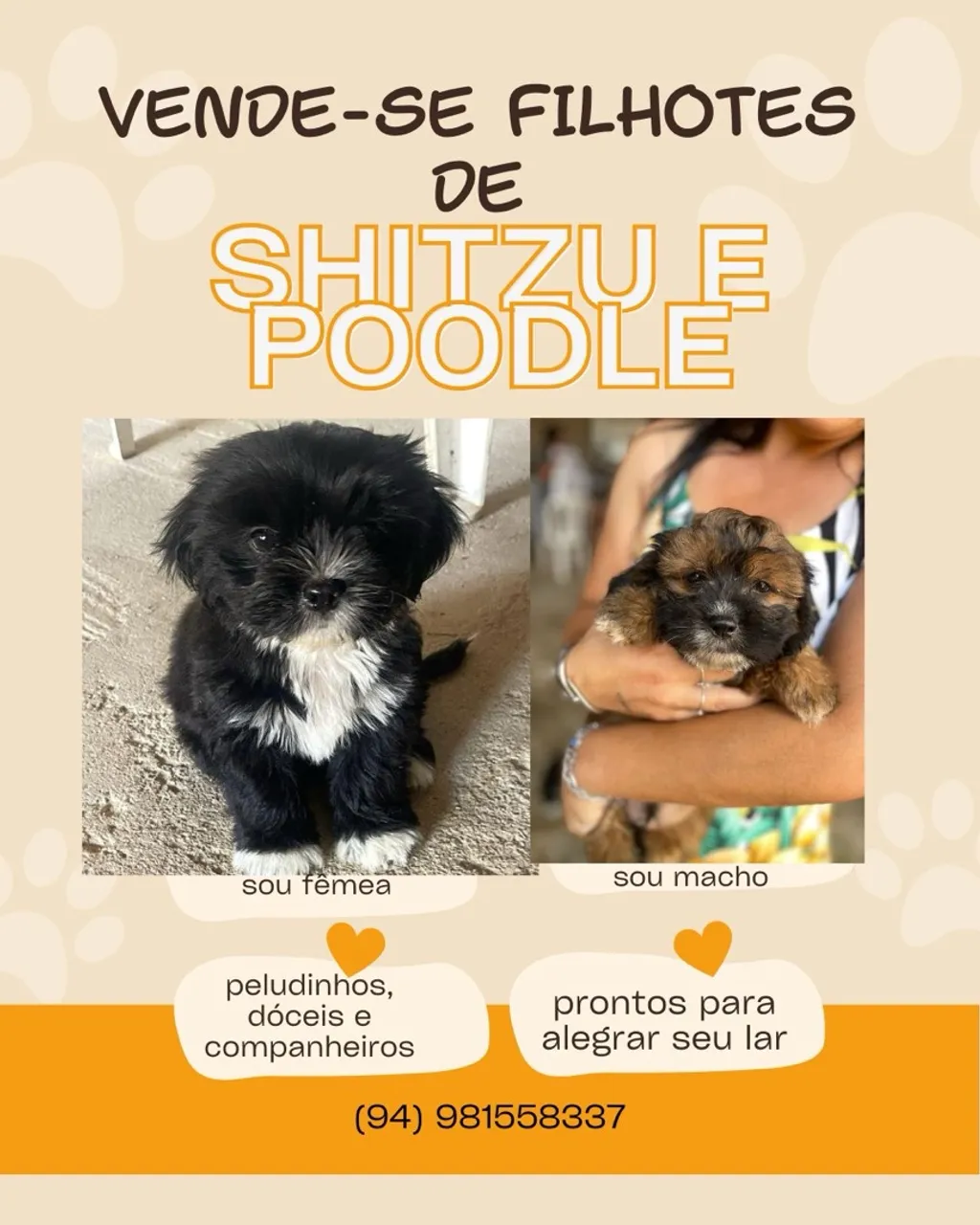Filhotes de Shih Tzu e Poodle