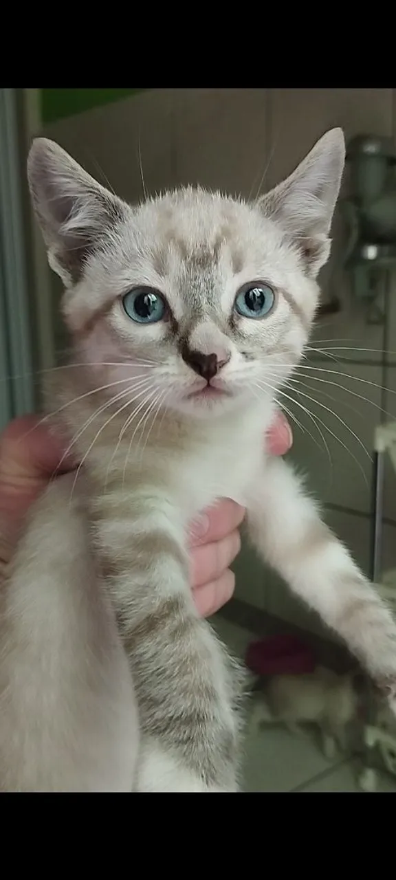 Gatinho Siamês filhote