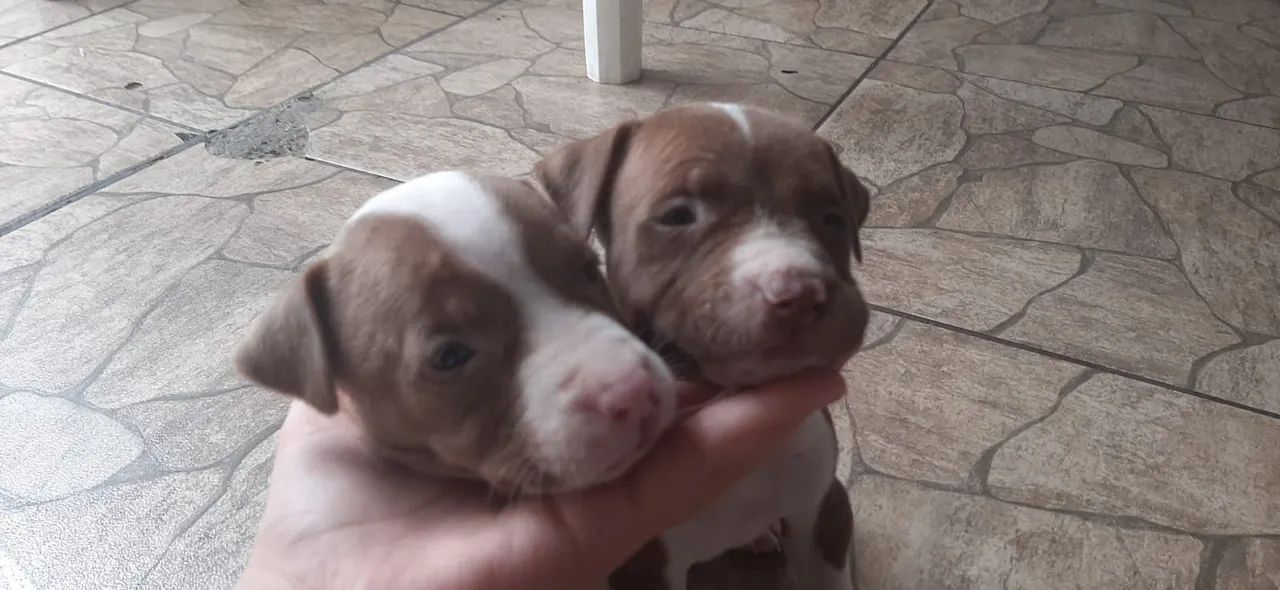 4 filhotes de Pitbull