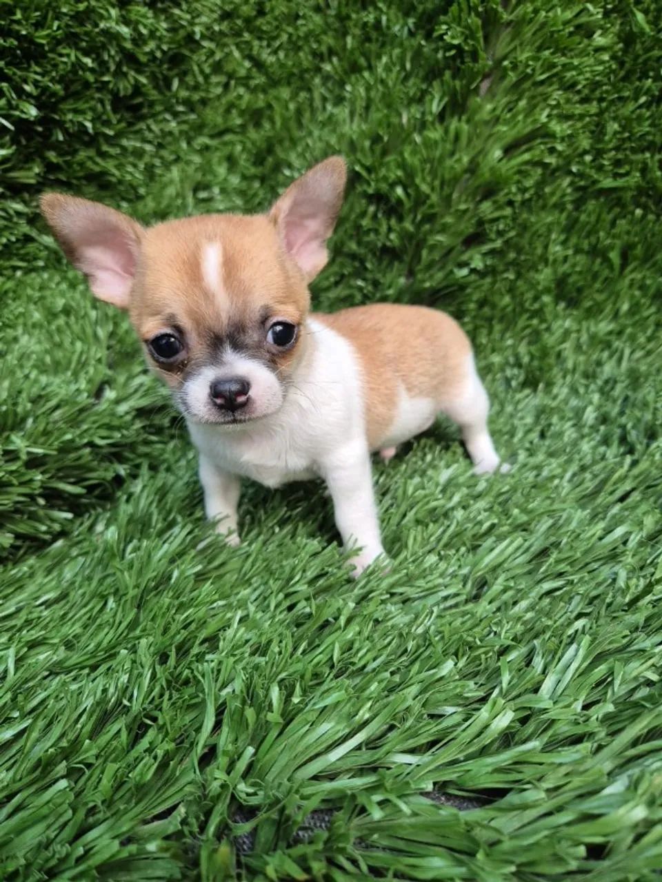 Chihuahua machinho pelagem curta com 57 dias, vermifugado-Dani