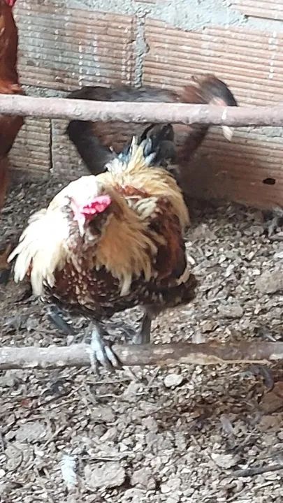 Aves selecionadas para criação últimas unidades  - Foto 2