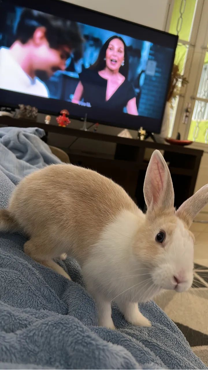 Coelho macho - Foto 2