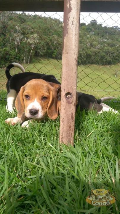 Patinhas fofas - Foto 5