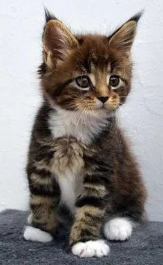 Maine Coon Filhote na Cor Carapaça - Foto 3
