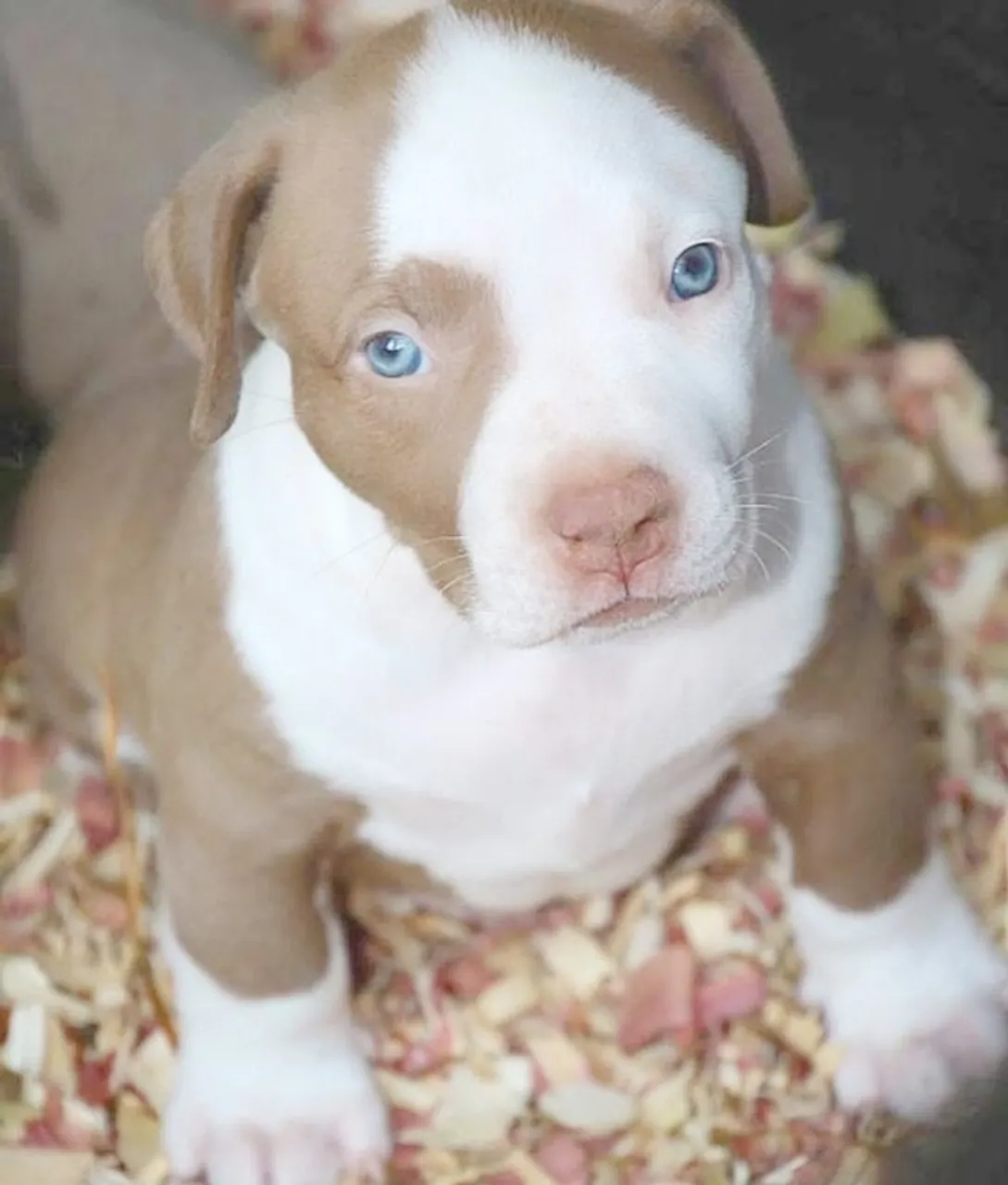 Pitbull Filhotes com pré-adestramento e entrega segura