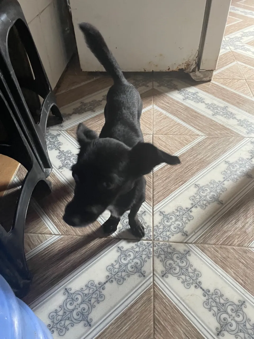 Cachorro pequeno 
