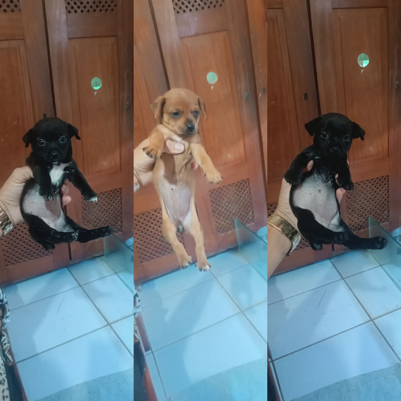 Filhotes de pinscher