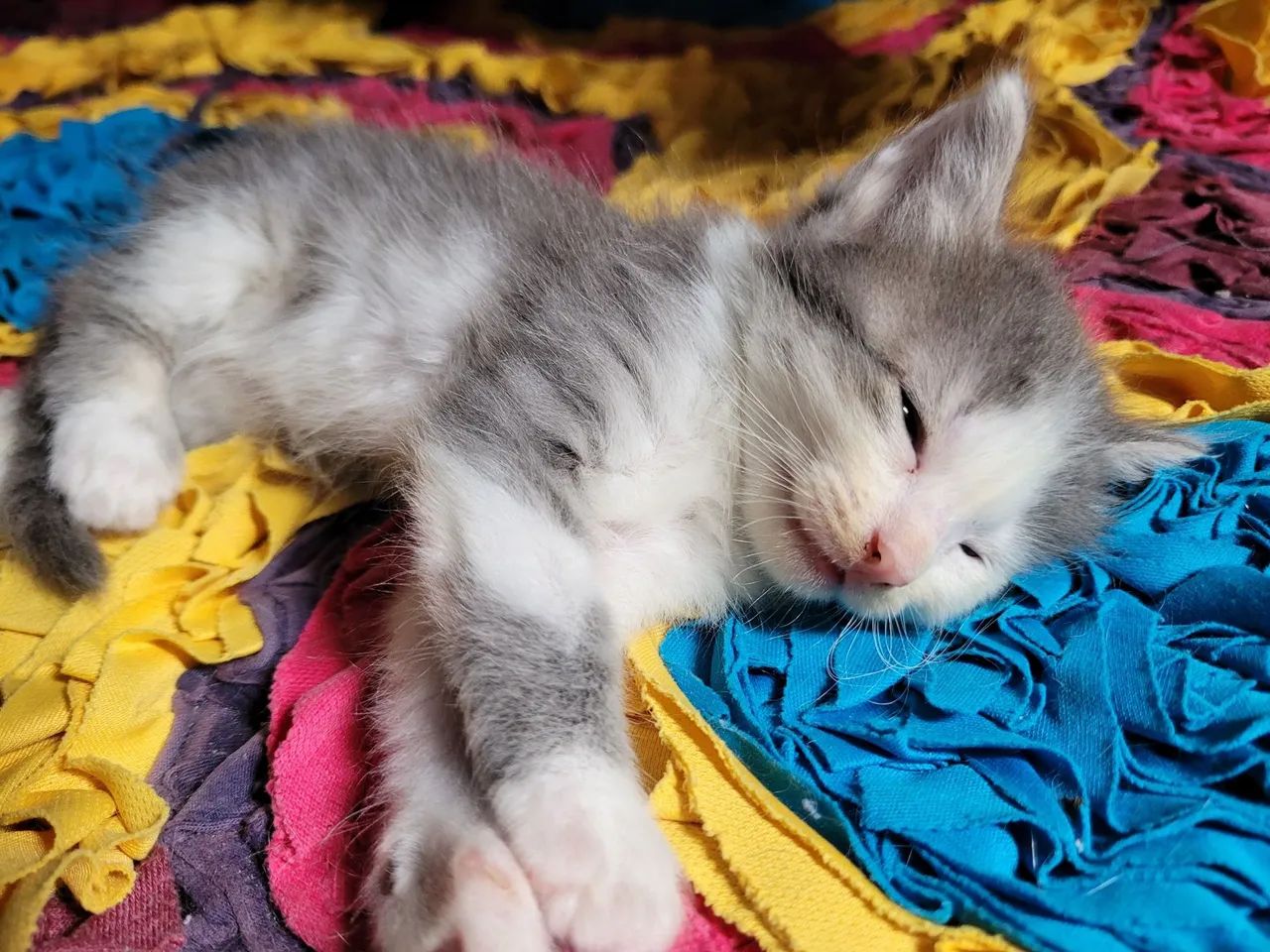 Gatinha cinza e branco disponível para adoção - Foto 3