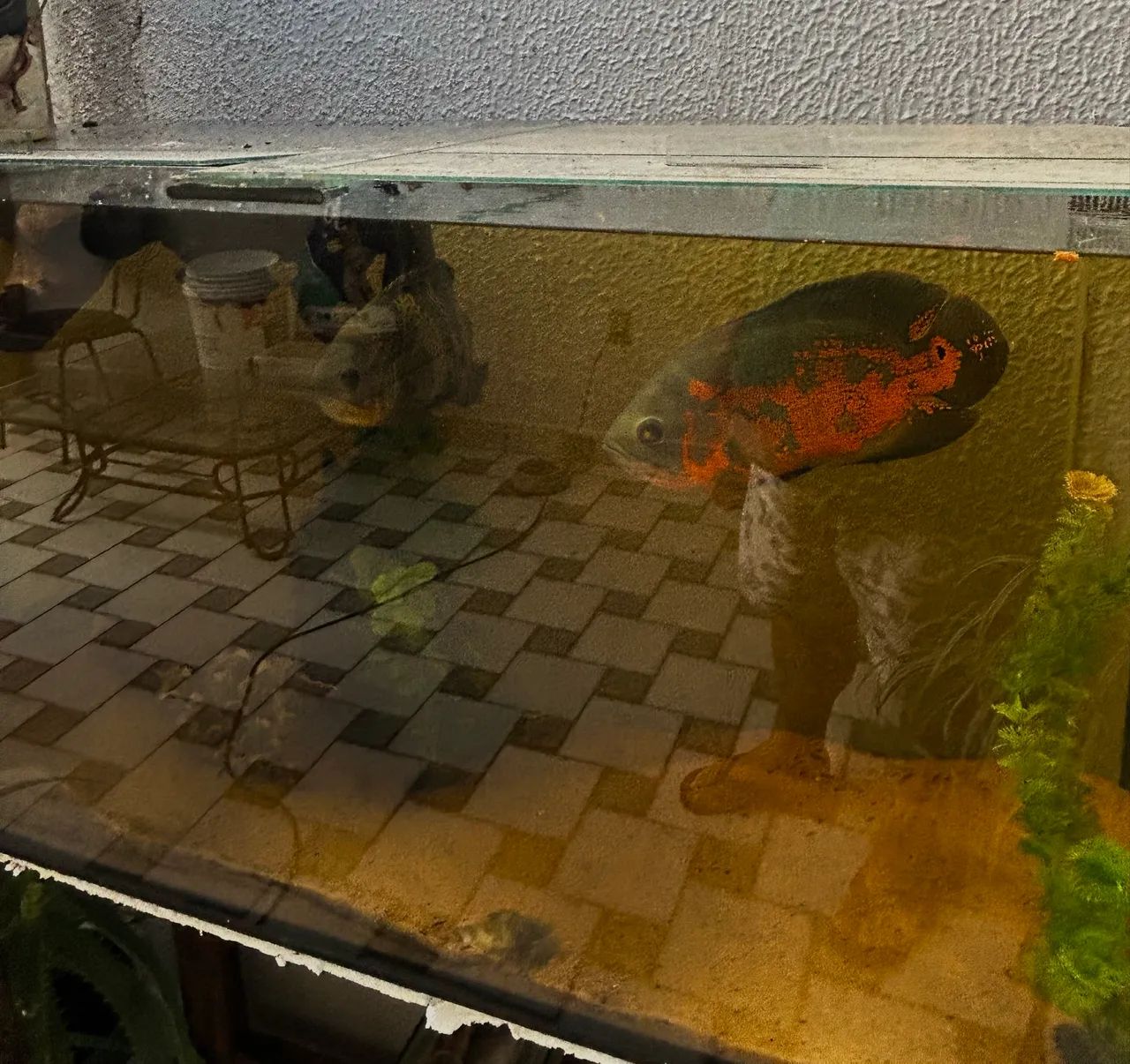 Aquário 200 Lt - Foto 5