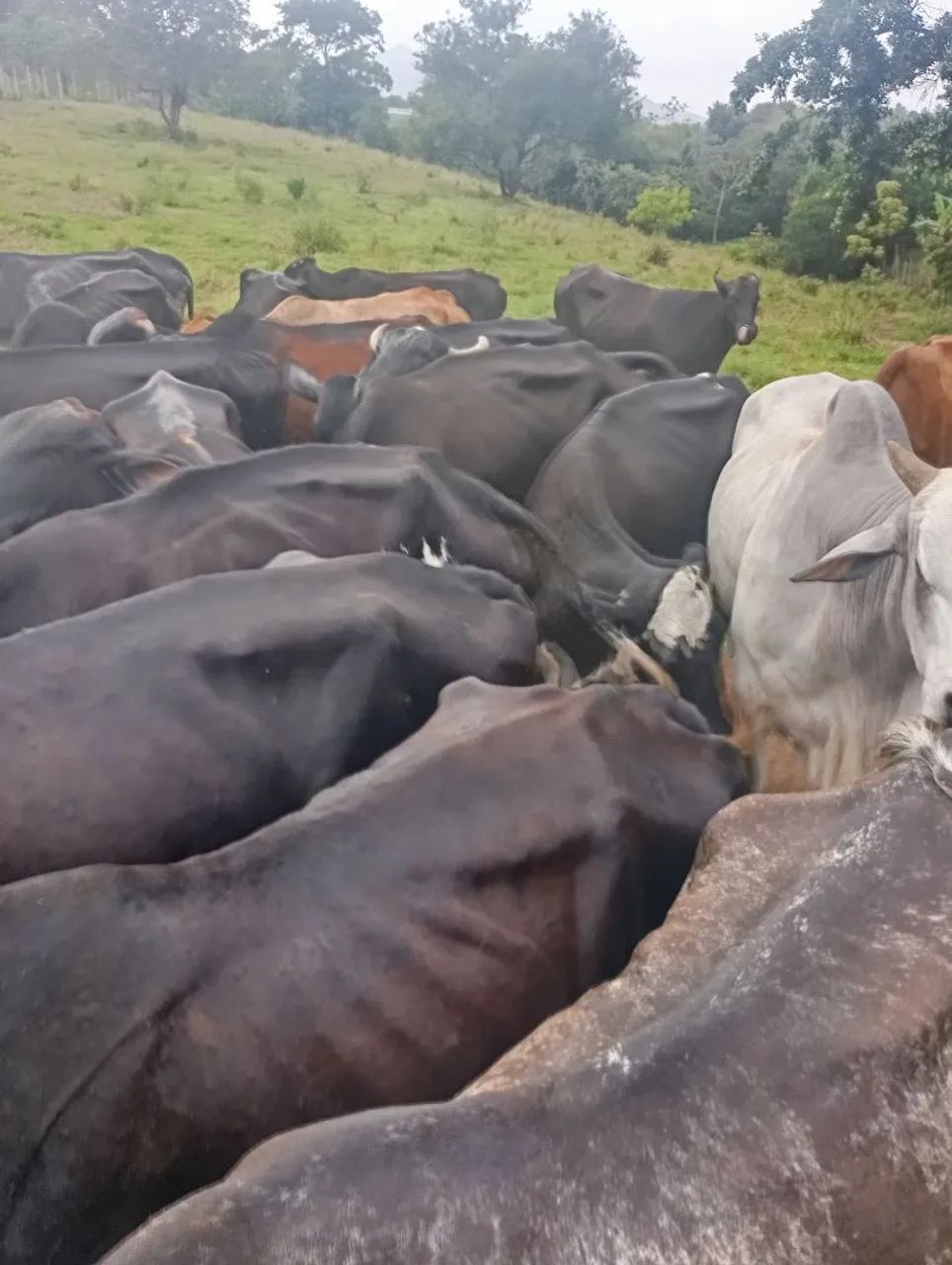 Vendo vacas leiteiras 