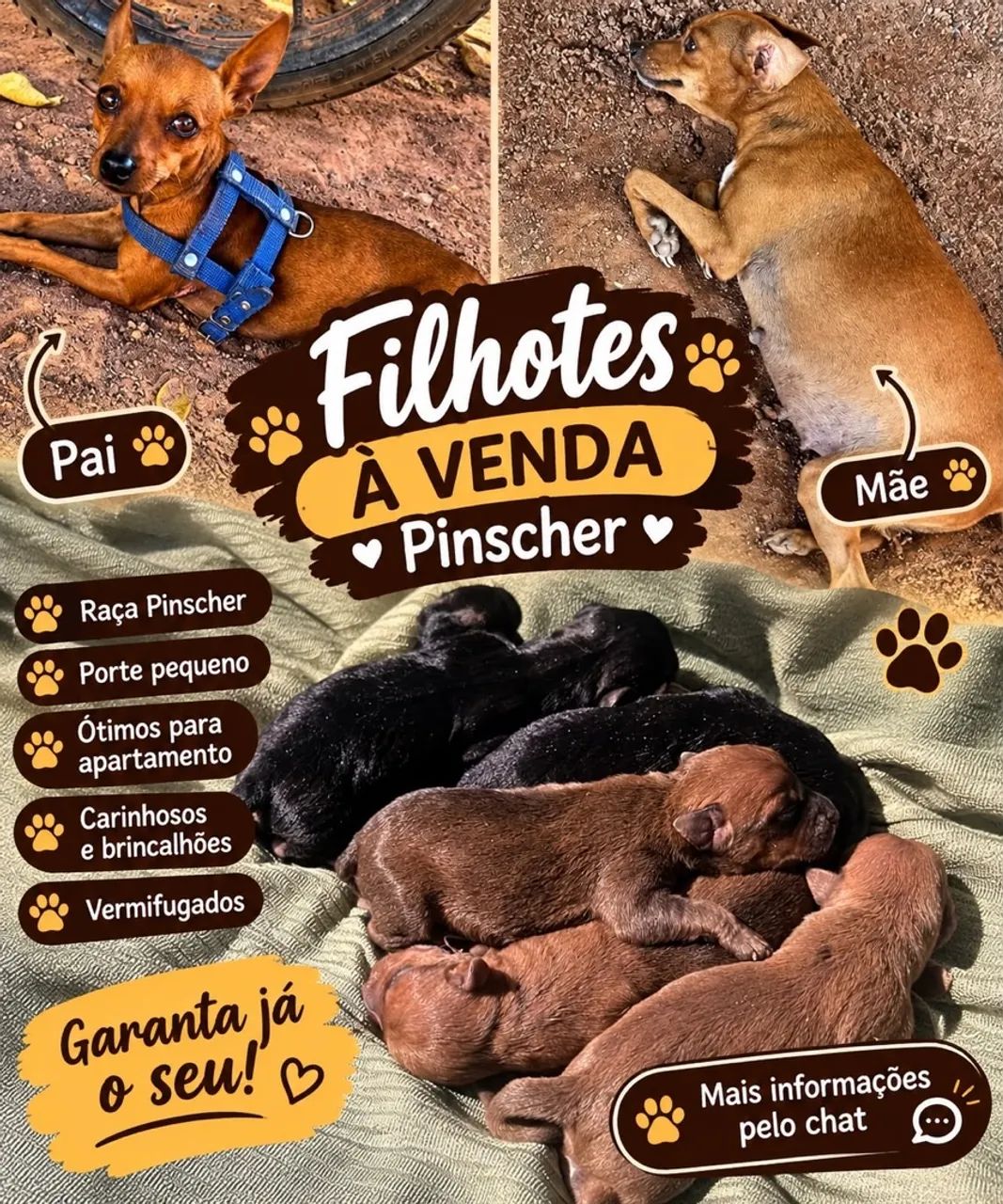 Pinscher 