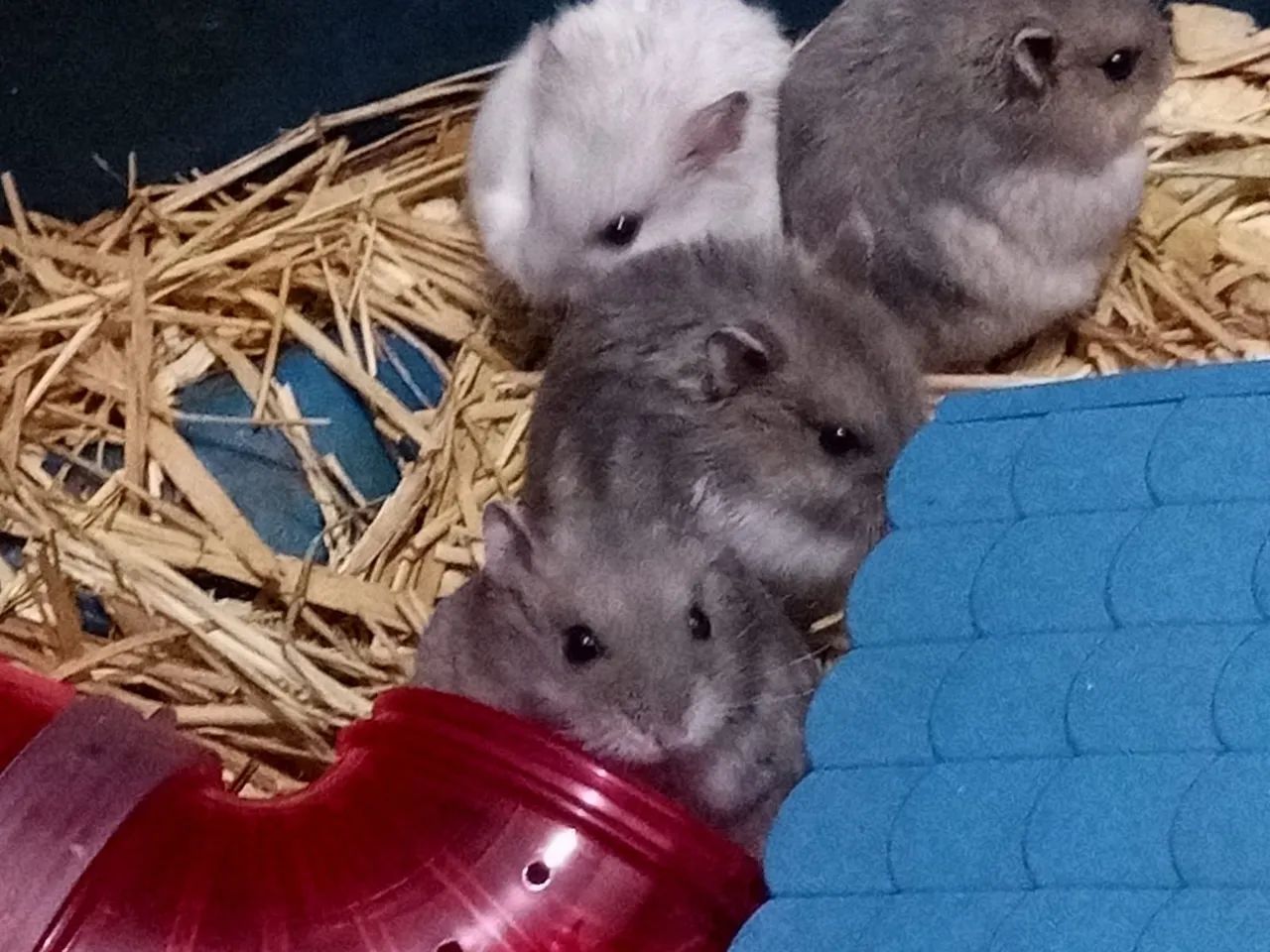 Filhotes de hamster anão russo  - Foto 2