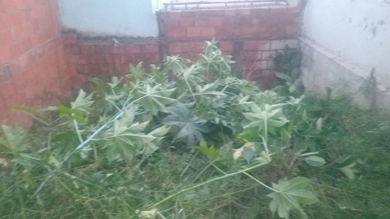 Podas e jardinagem. Rocagem de lotes - Foto 4