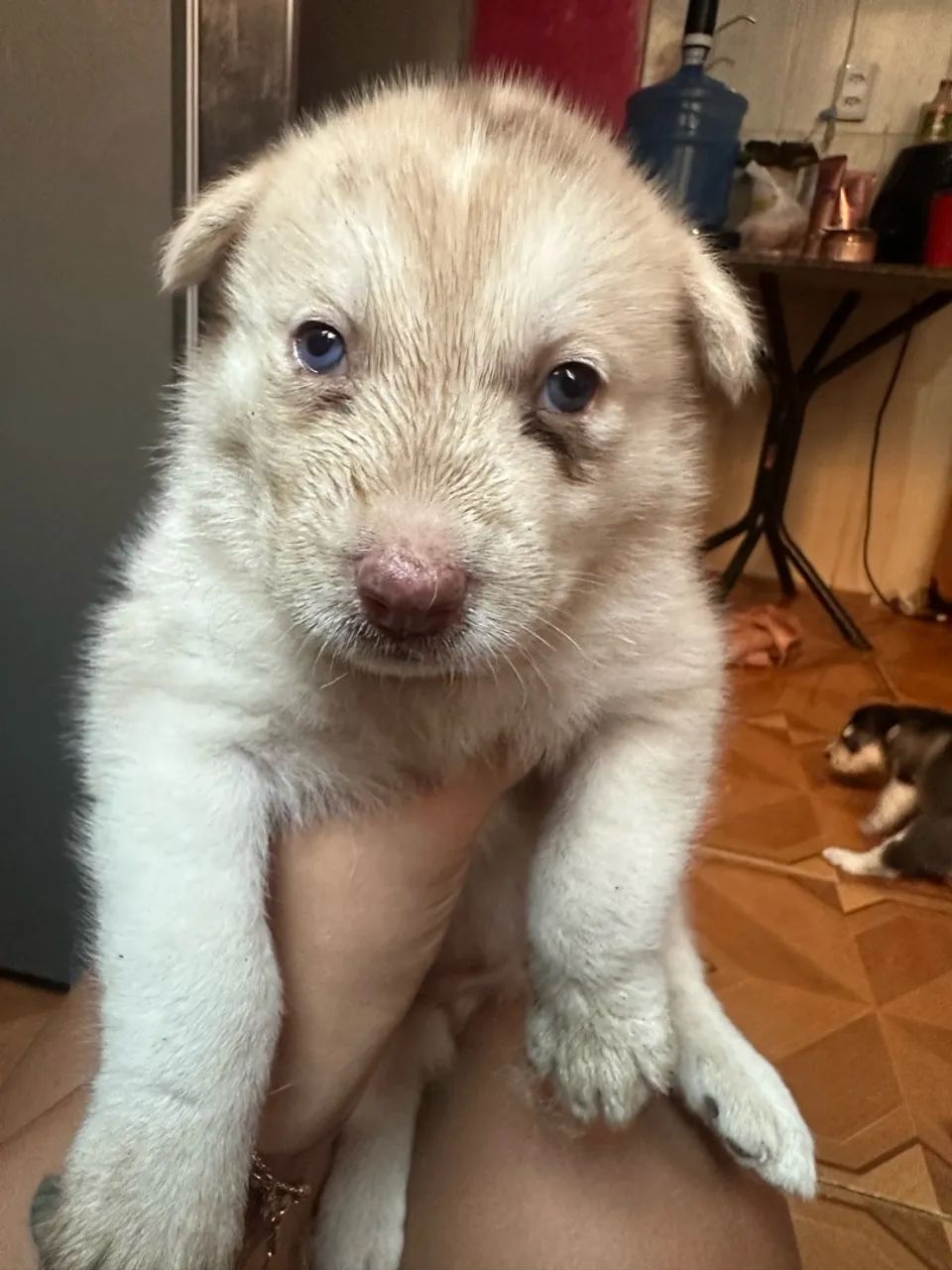 Vendo Filhotes de Husky Siberiano  - Foto 2