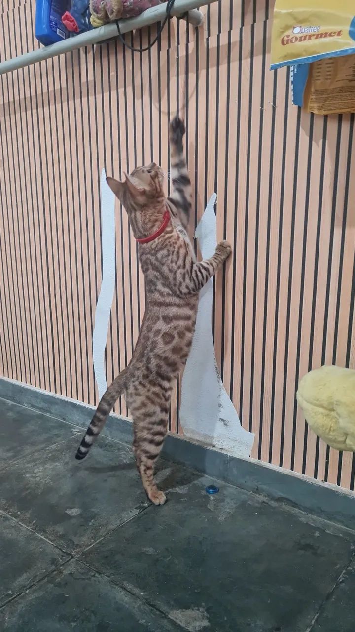 Bengal - Foto 2