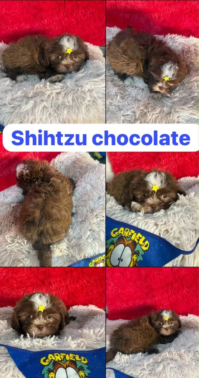 Shihtzu macho PROMO
