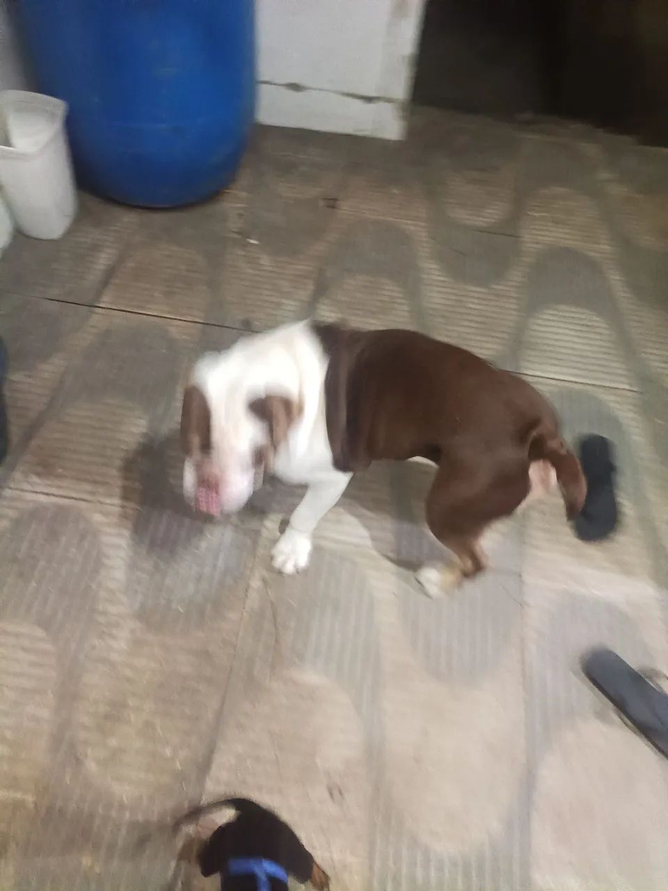 Buldogue Inglês - Foto 3
