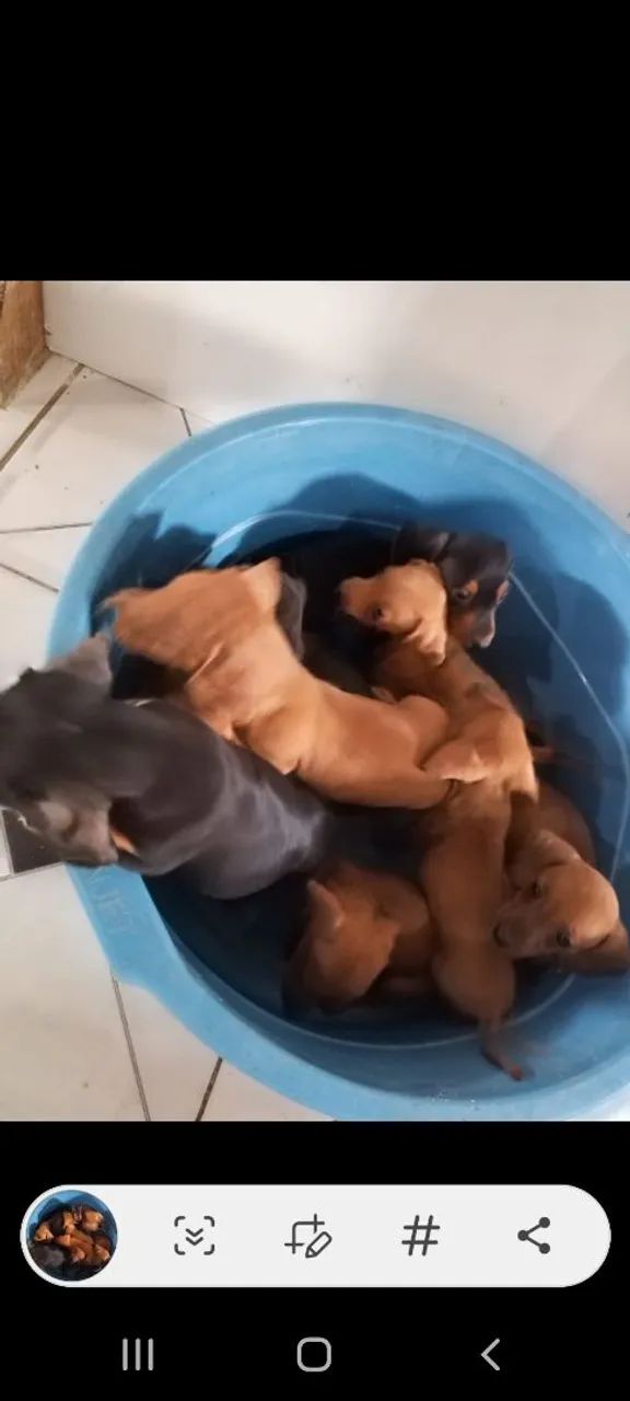 Darchshund ( salsicha)