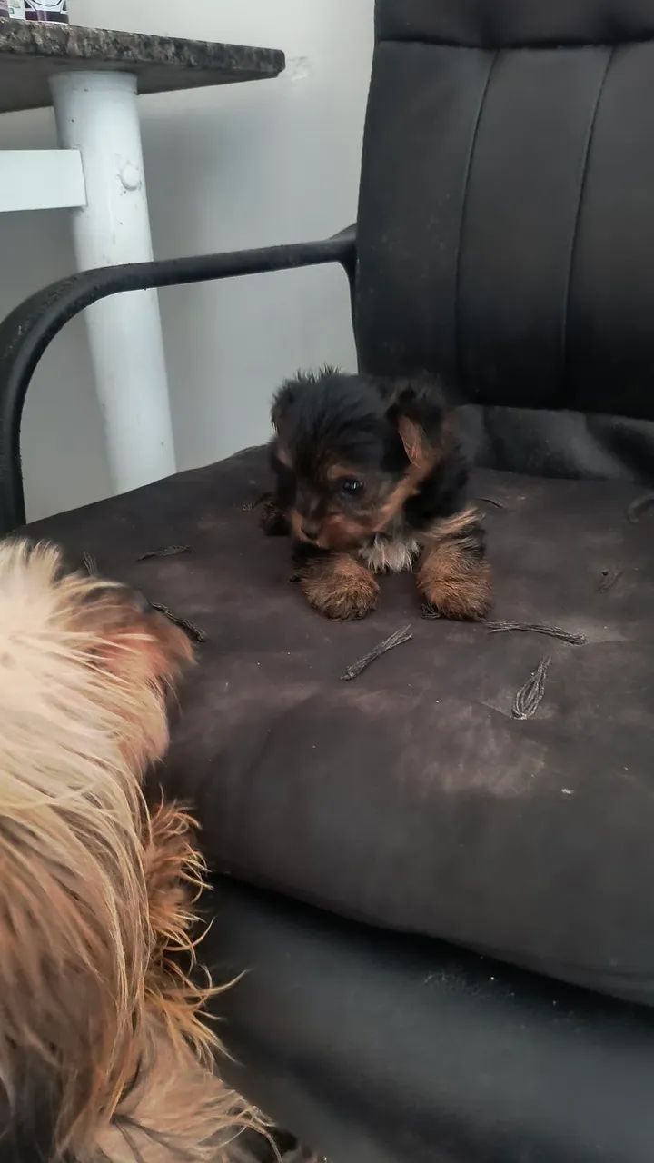 Yorkshire micro, (mini) macho - Foto 2