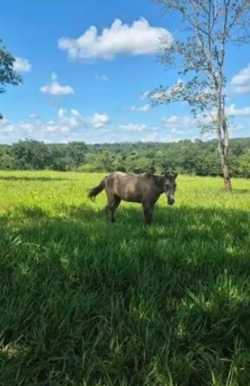 Égua - Foto 2