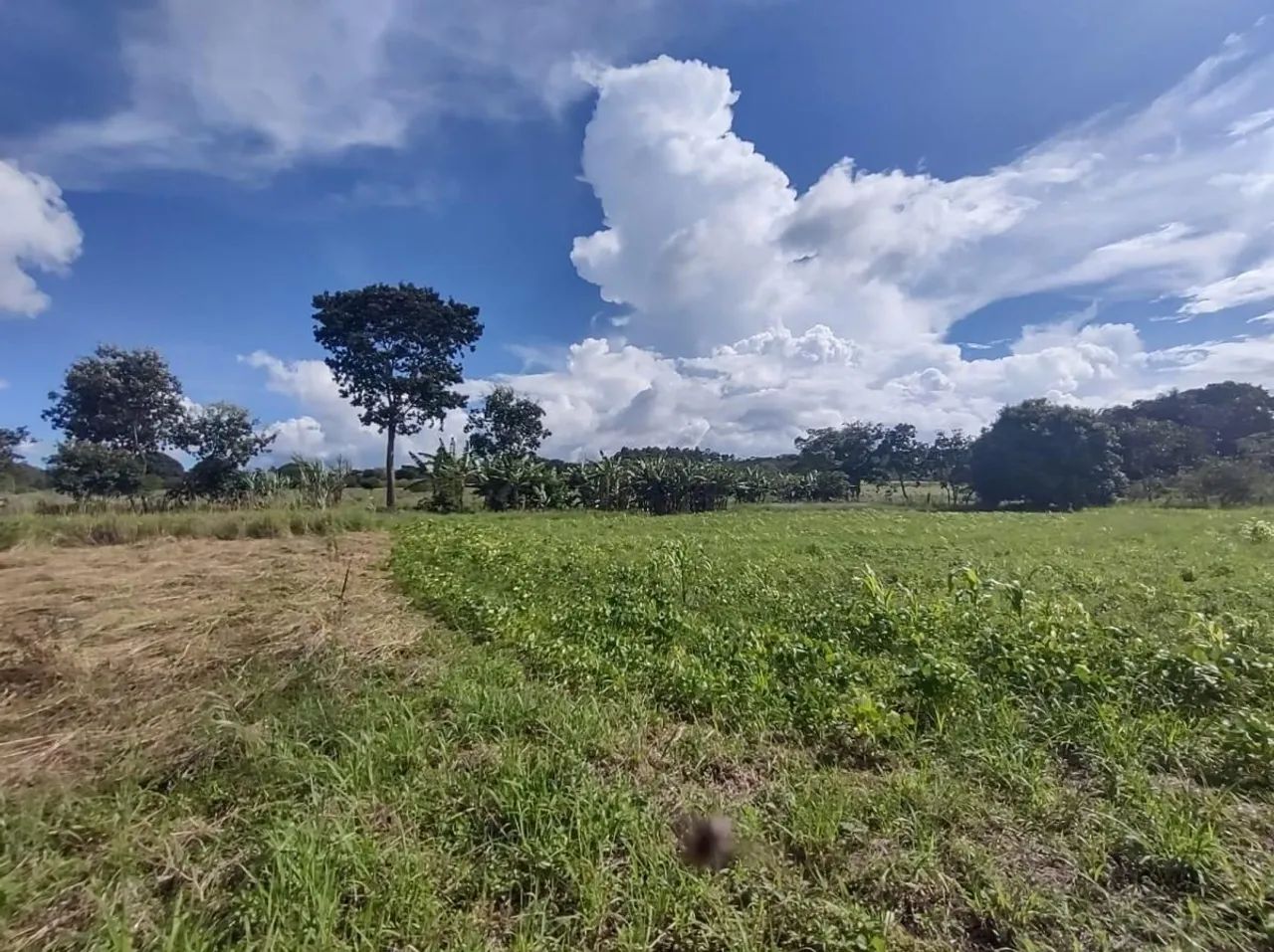 Oportunidade! Chácara na região de Planatina-DF - Foto 5