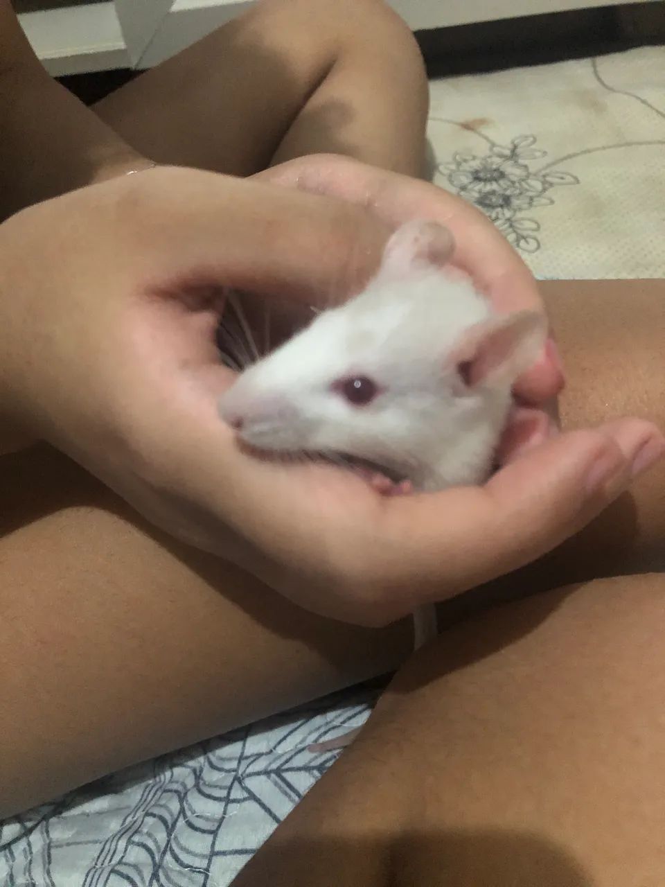 Rato Twister fêmea troco por macho ou vendo filhotes