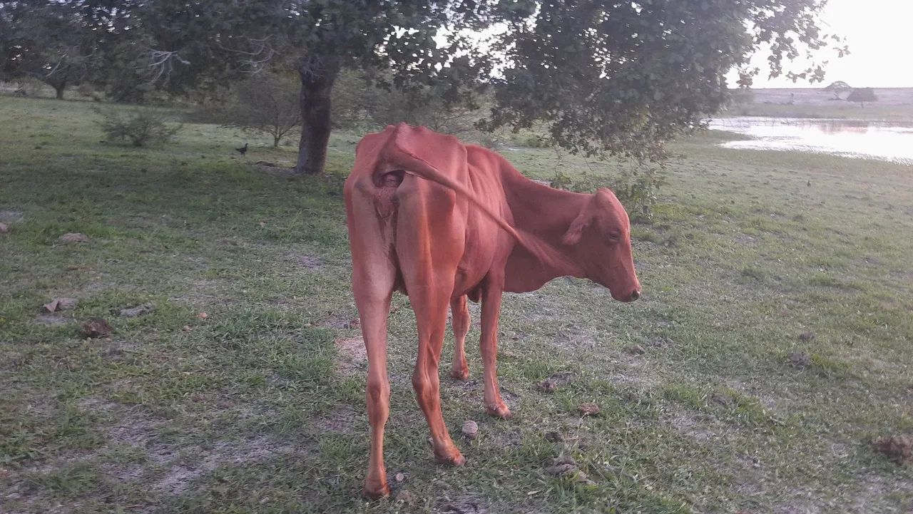 VACA SINDI PRA VENDER LIGEIRO  - Foto 6