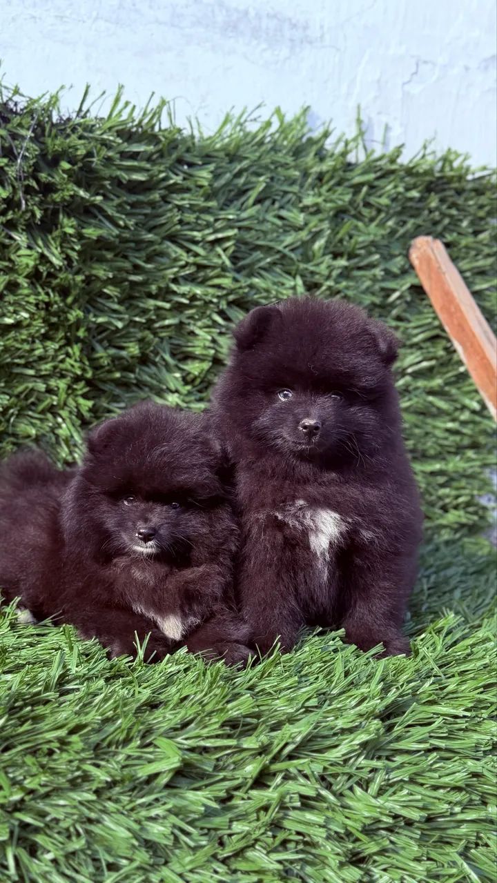 Pomsky  - Foto 3
