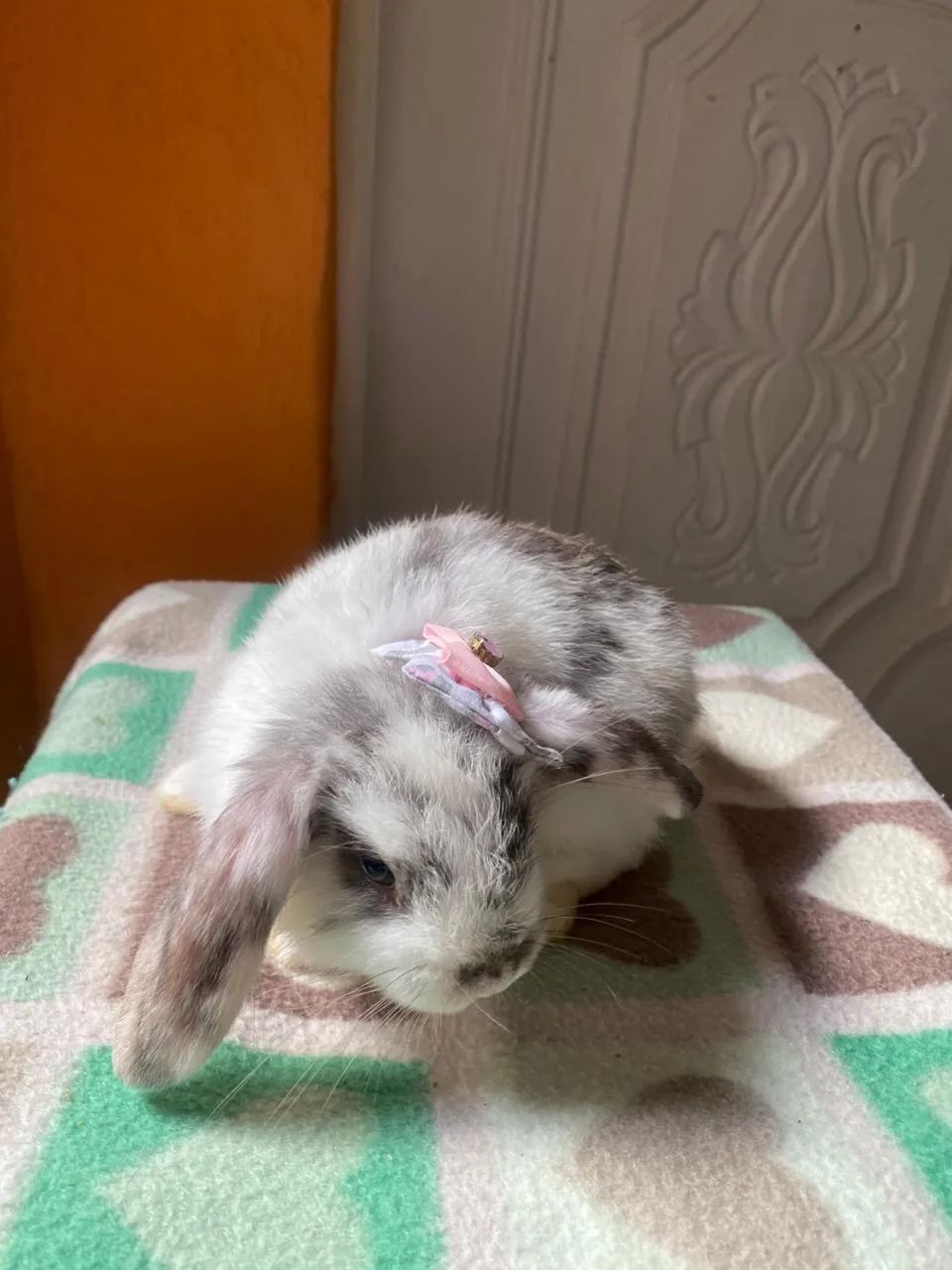 Mini Coelho - Mini Lop - Foto 3