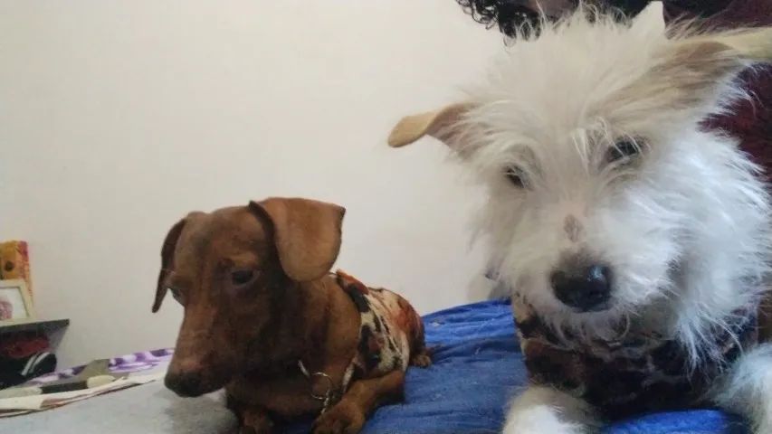 Doação pet fêmea  - Foto 2