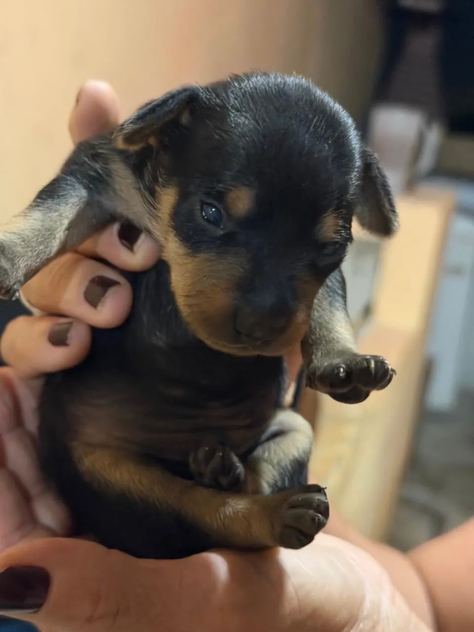 Cachorro pinche  - Foto 3