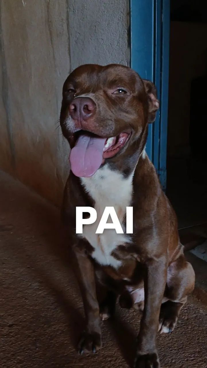 Filhote de Pitbull - Foto 4