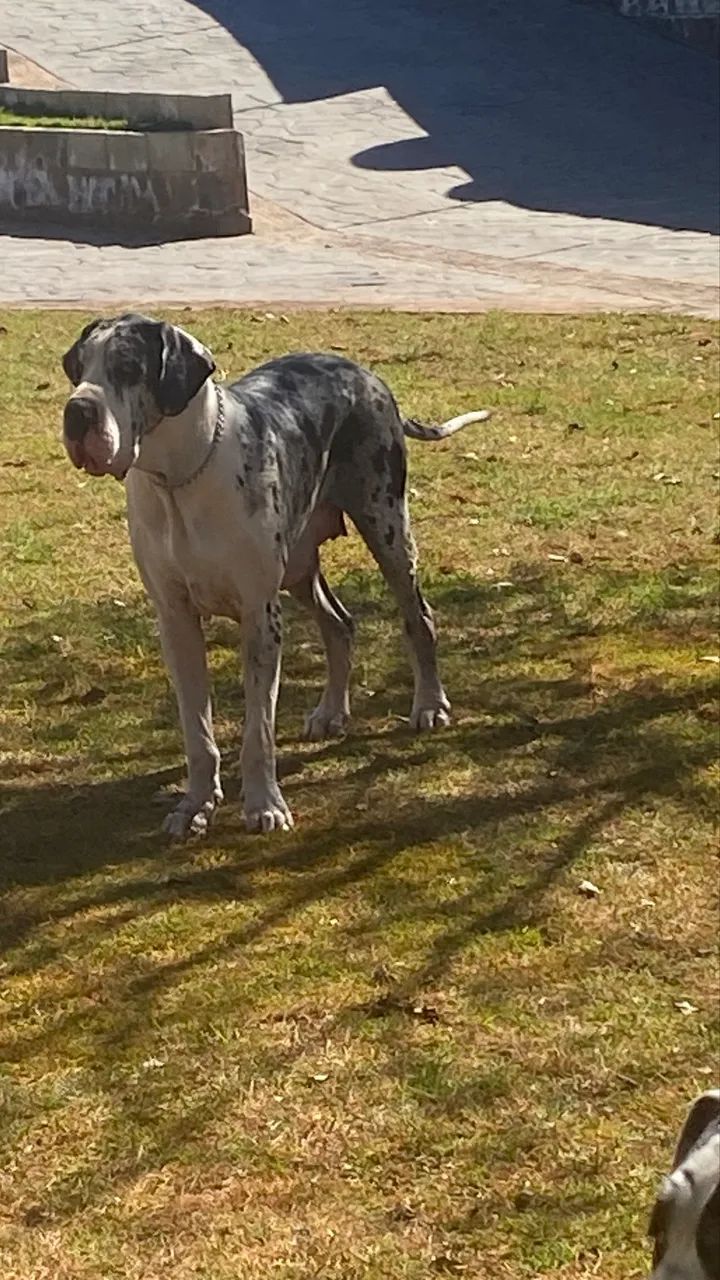Filhote Dogue alemão fêmea  - Foto 3