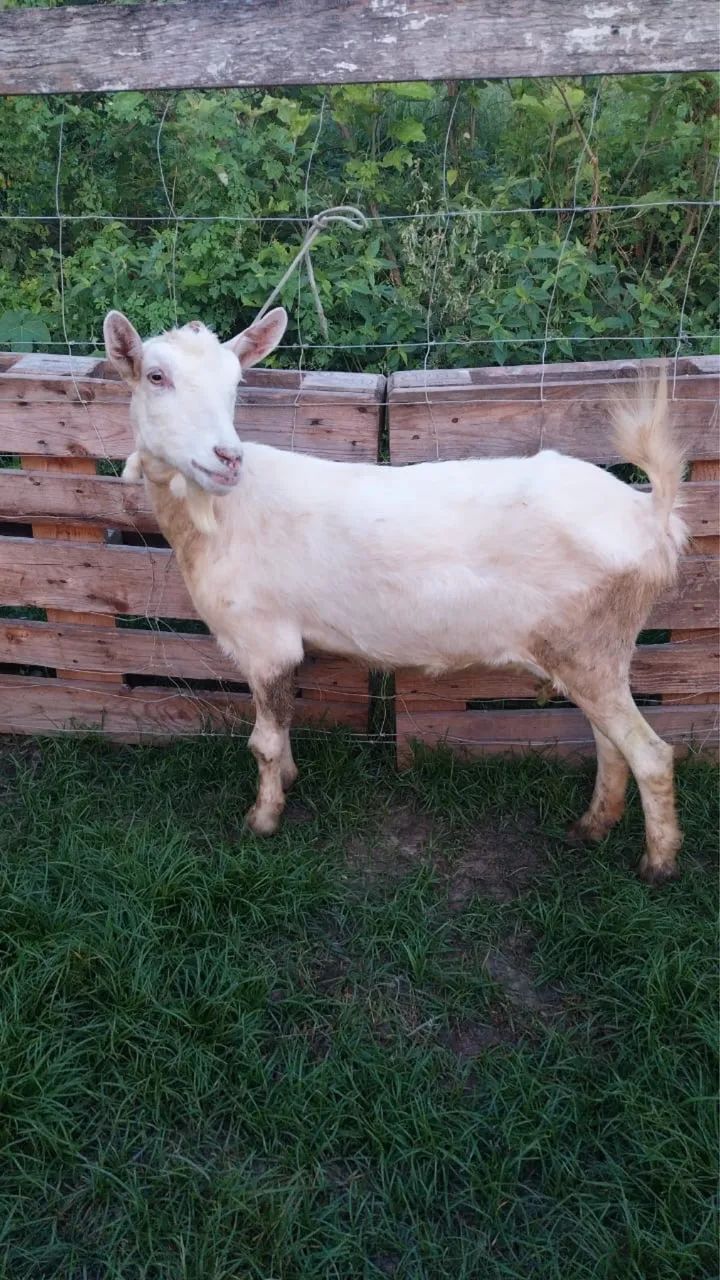 3 cabras saanem PO para abate! Imperdível !!! - Foto 3