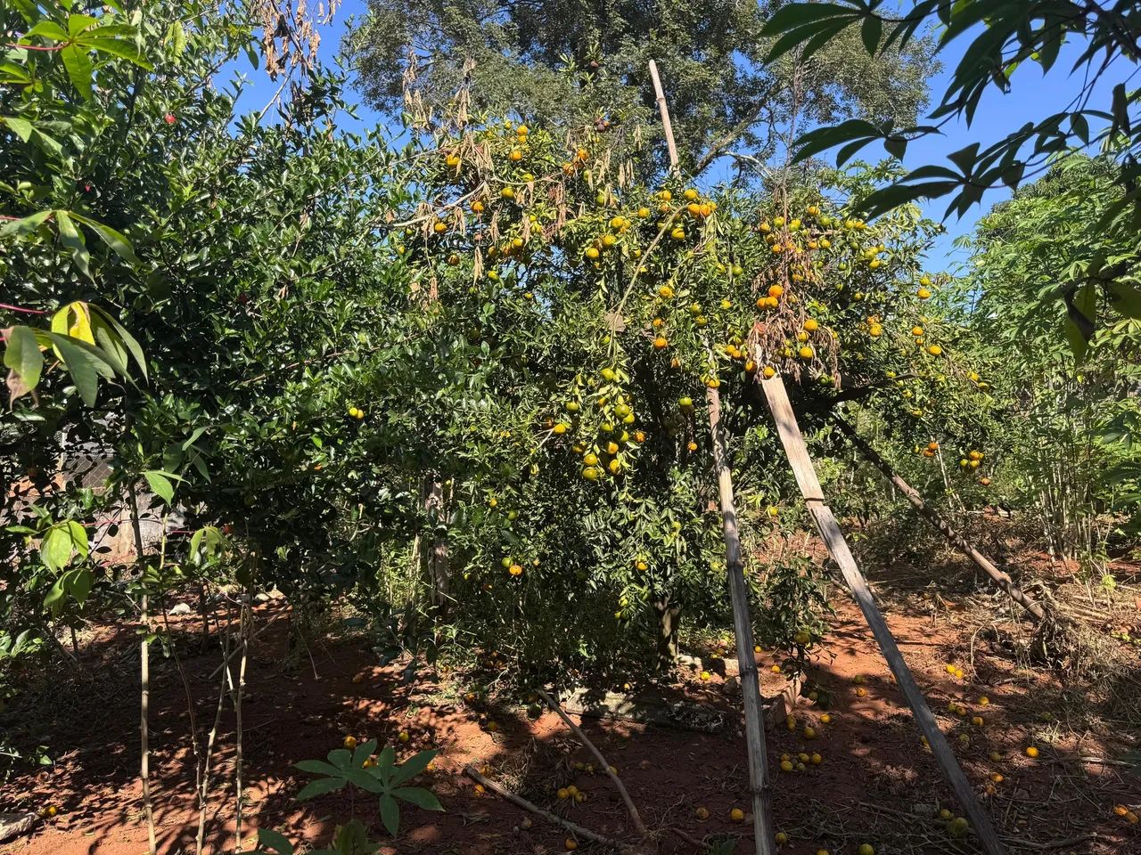 Oportunidade de linda chácara  - Foto 5