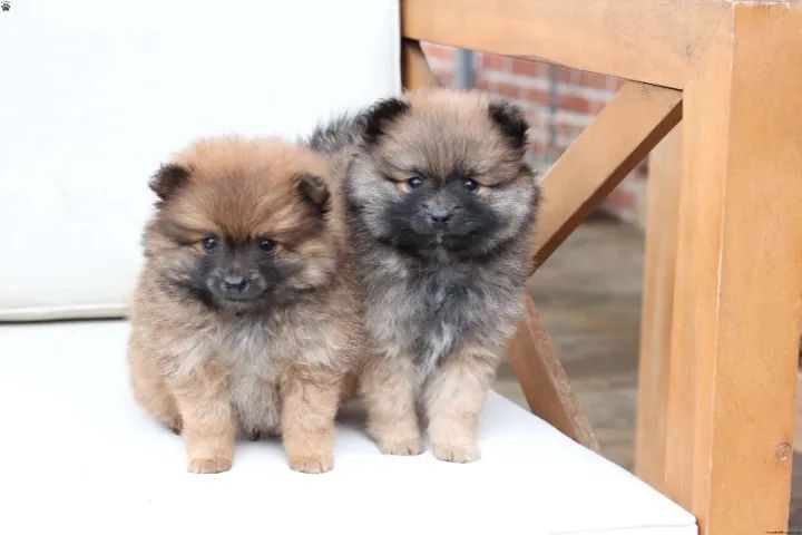 ? Chama e veja os mais lindos disponíveis