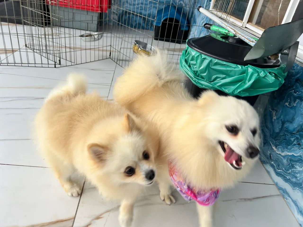 Lulu da pomeranea 