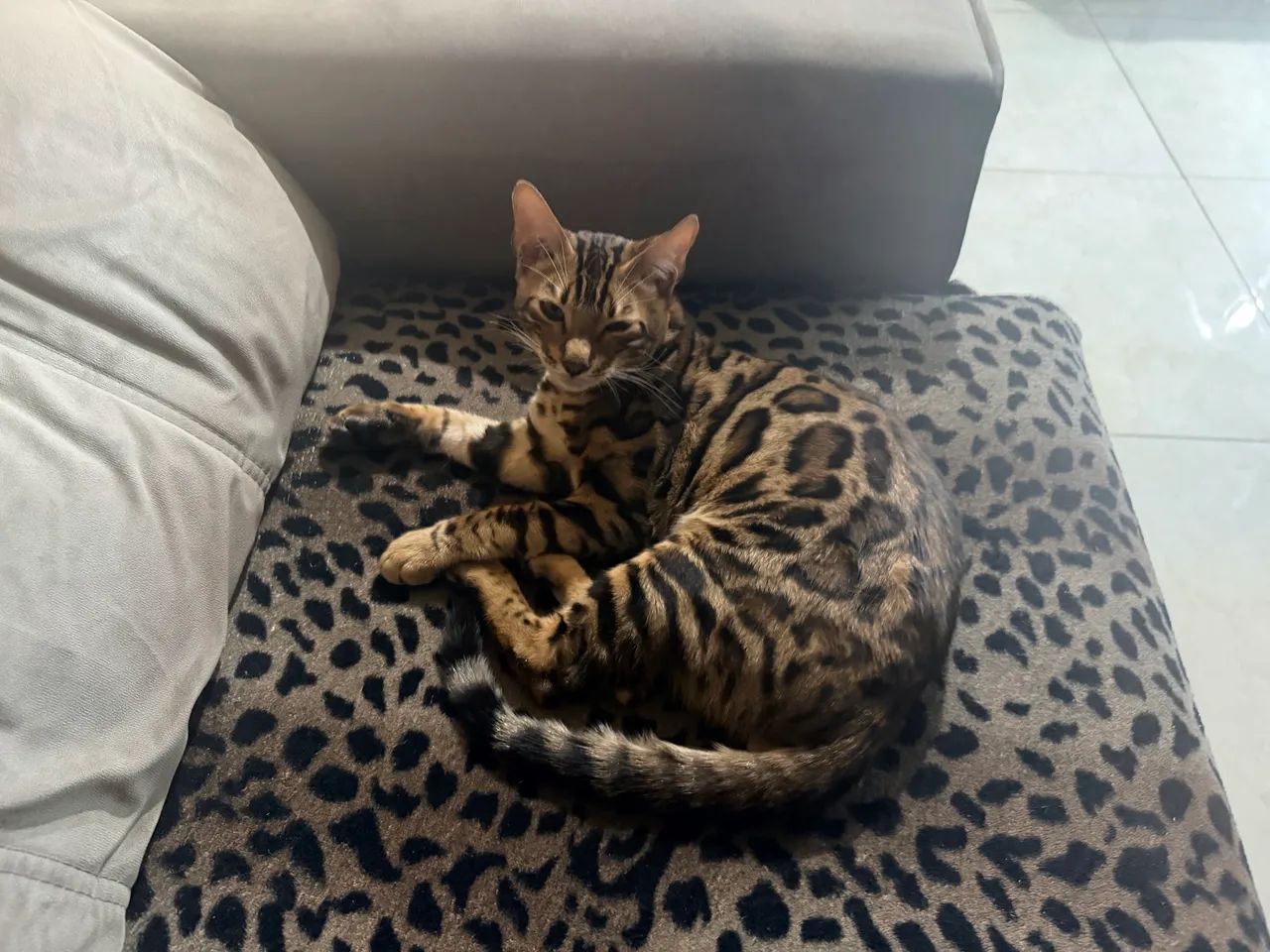 Filhote de bengal