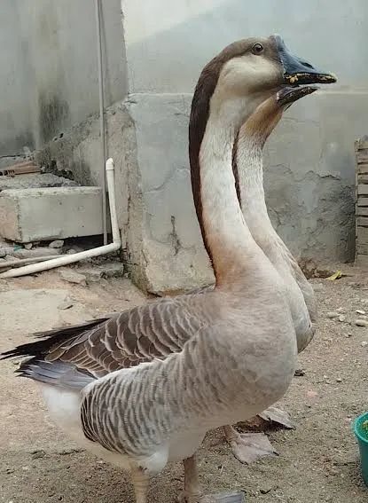 Casal de Gansos Africanos 