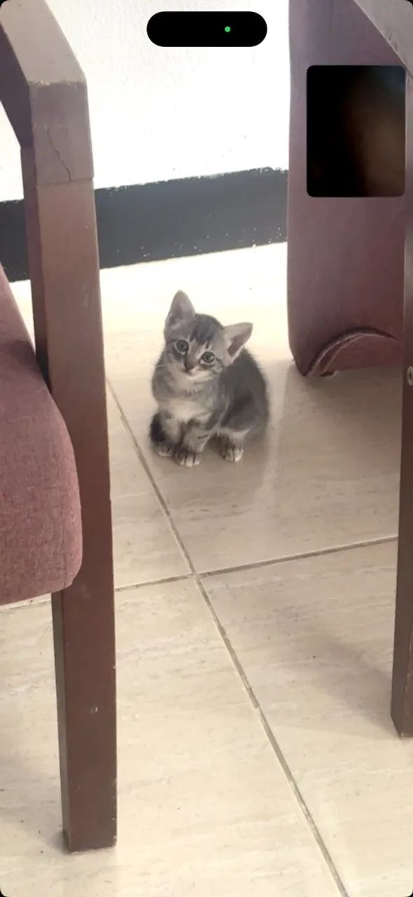 Doação de gatinhas  - Foto 5