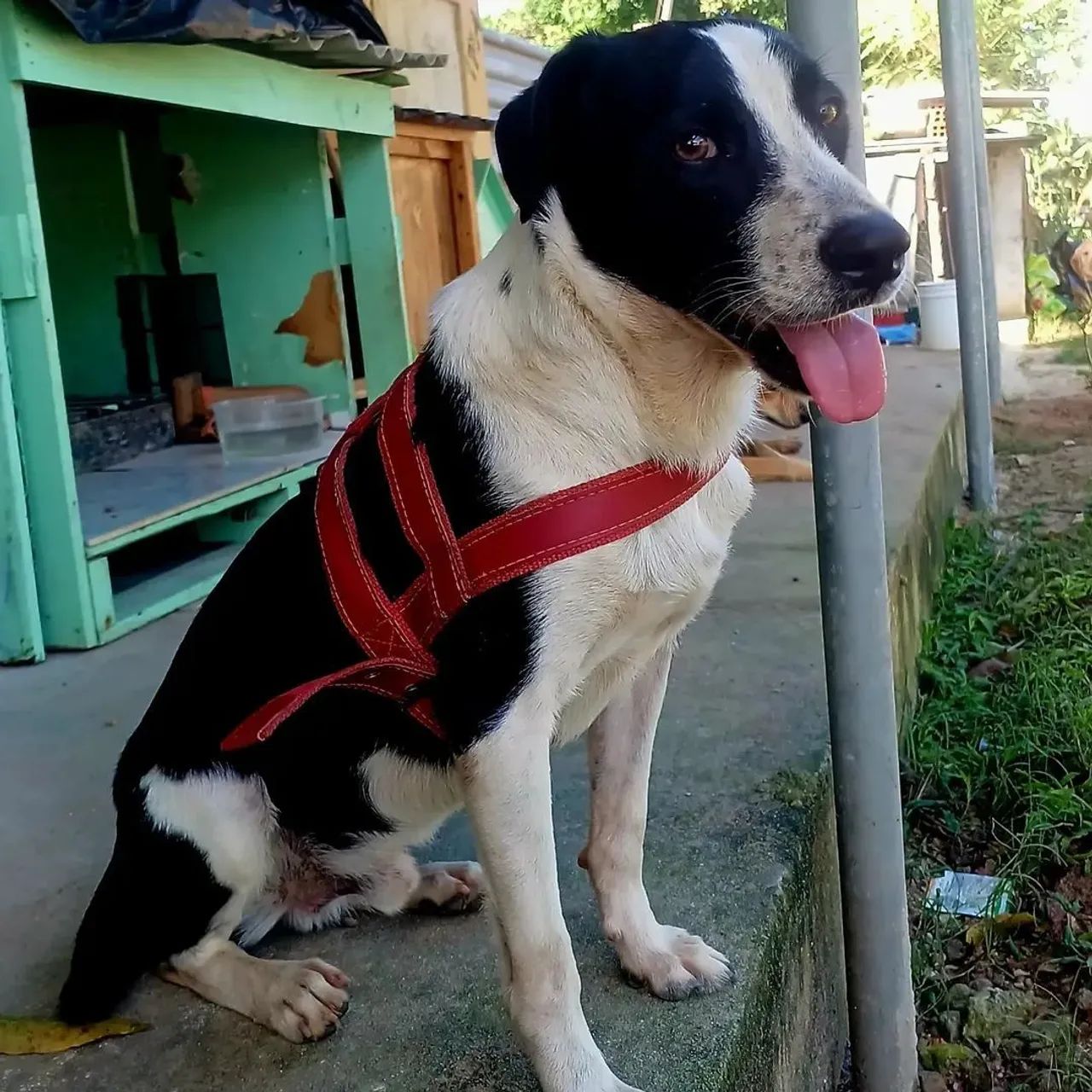 ADOÇÃO  - Foto 4