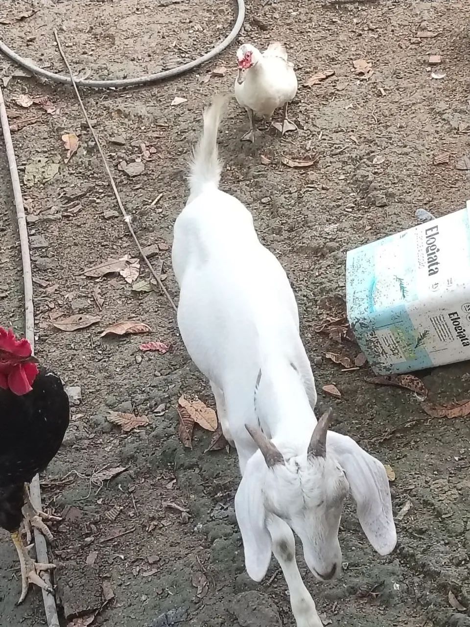 Cabras 