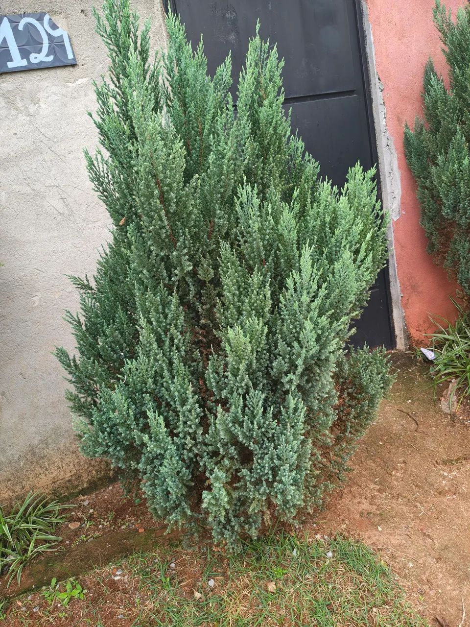 Planta Pinheiros  - Foto 2