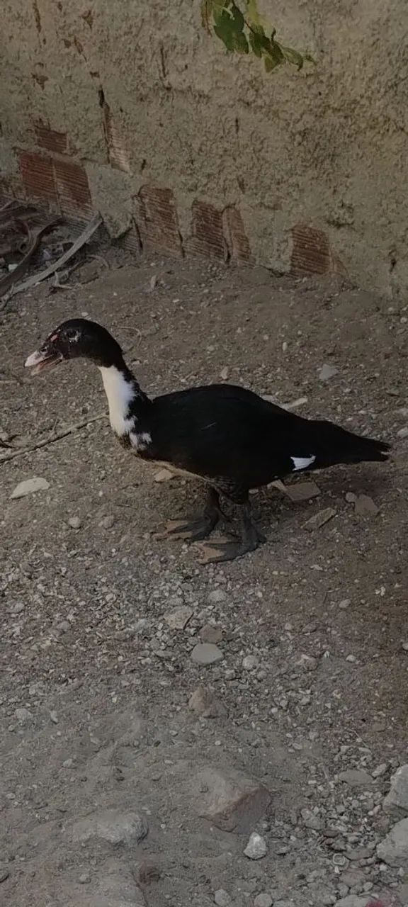Patos - Foto 3