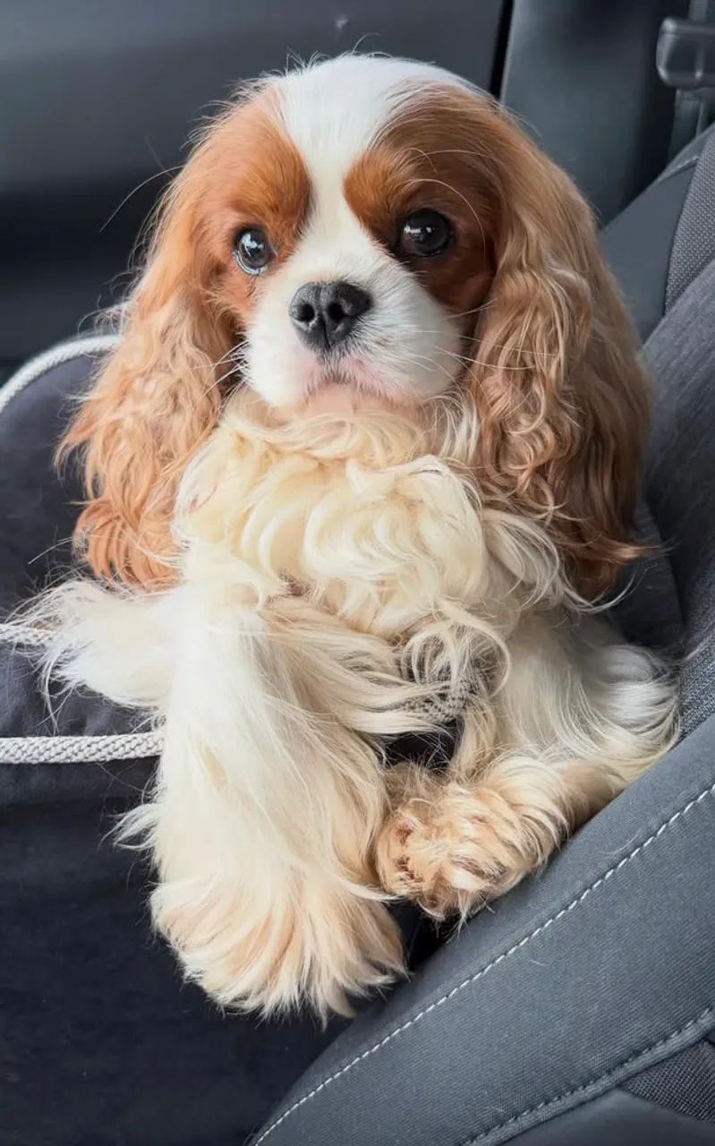 CAVALIER ( Lindos filhotes ) 