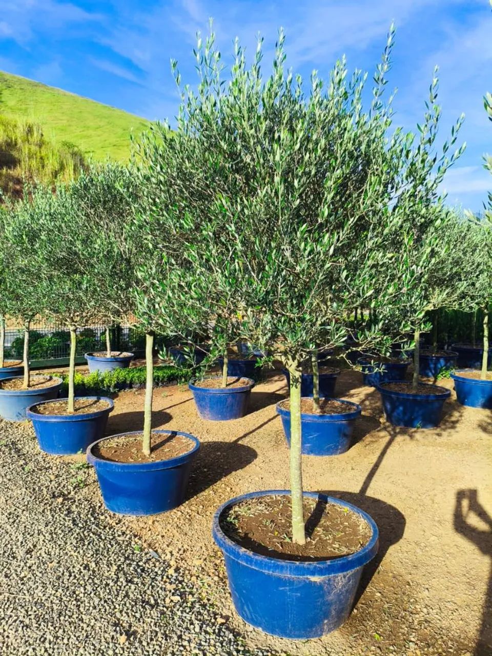 Oliveira 